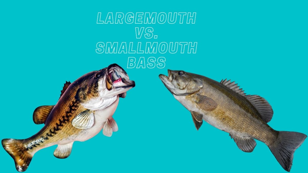 Largemouth vs. Smallmouth Bass
