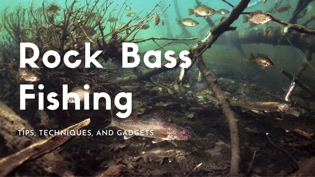 Rock Bass Fishing