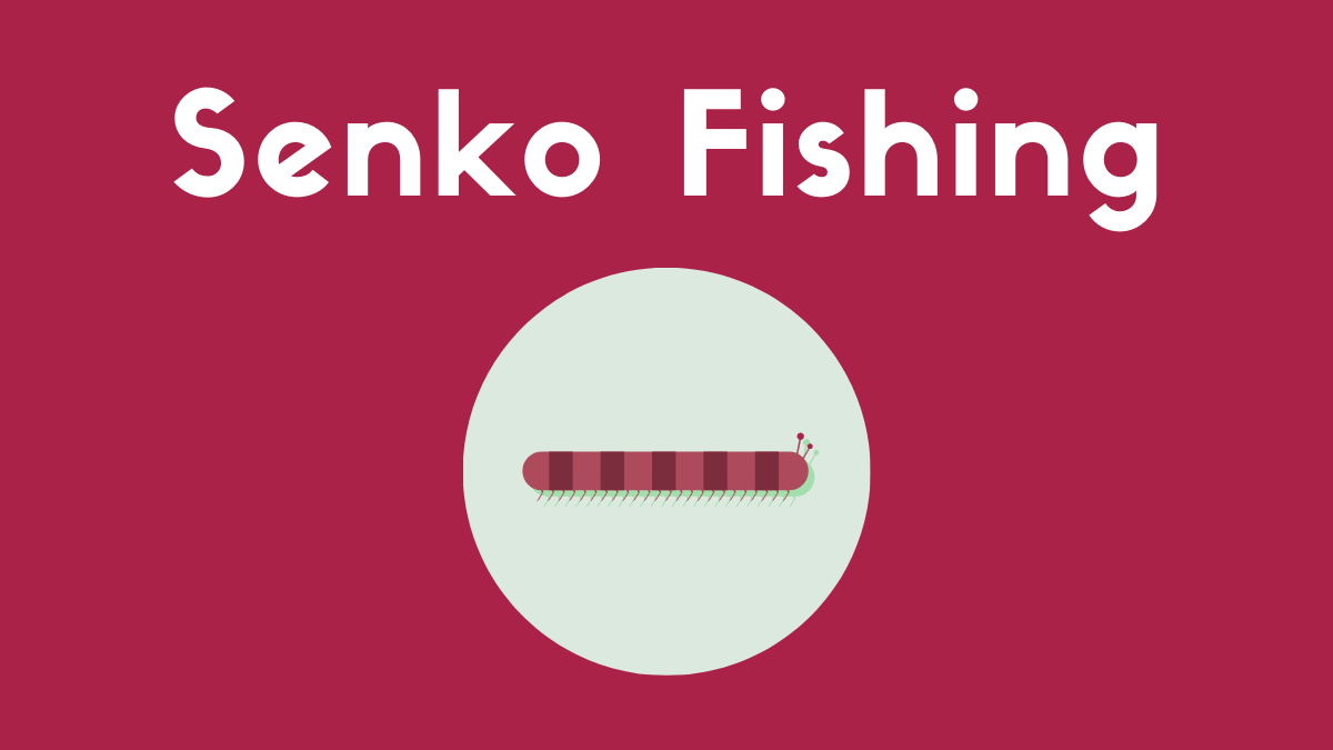 Senko Fishing