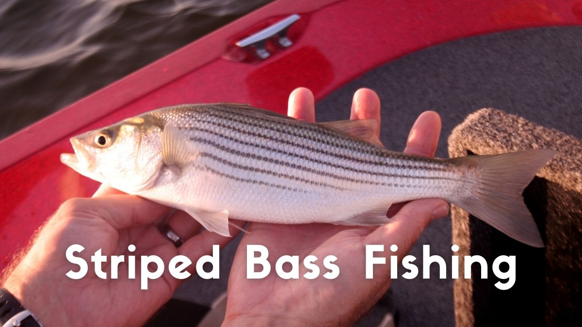 Striped Bass Fishing