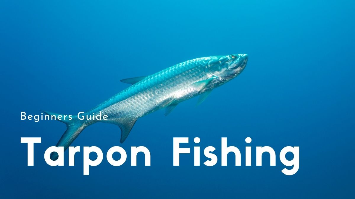 Tarpon Fishing