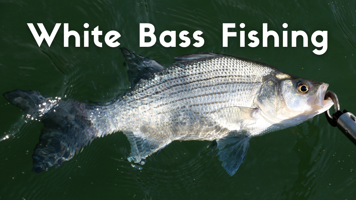 White Bass Fishing