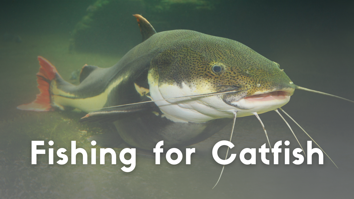 Fishing for Catfish