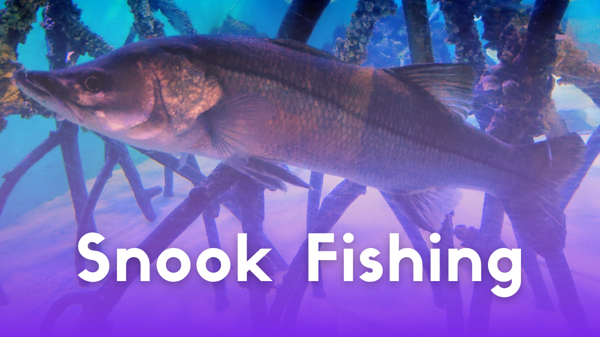 Snook Fishing